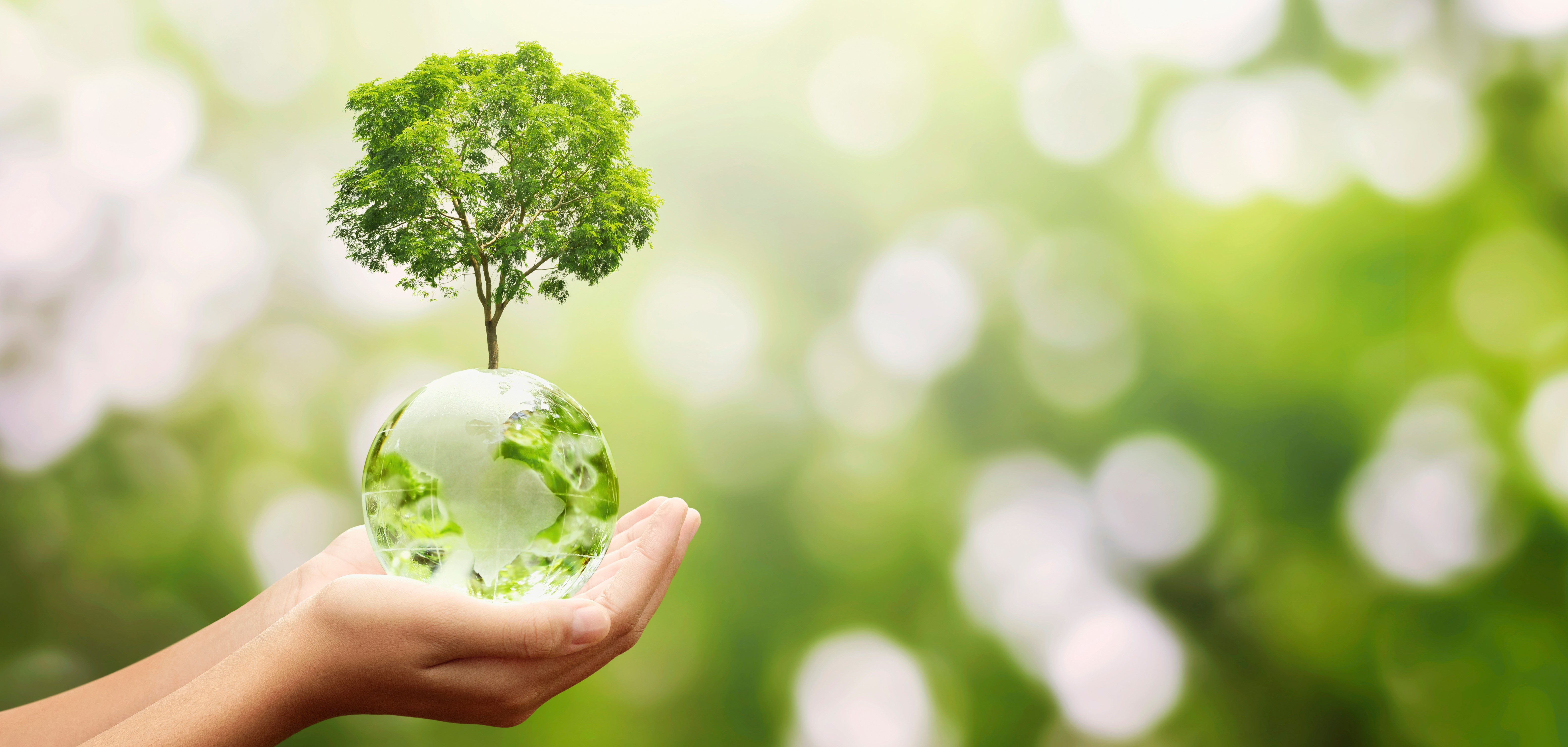 vecteezy_hand-holding-globe-and-tree_1309844